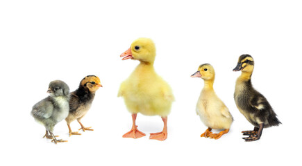 Set of Poultry child cute little. Chicks, gosling and ducklings isolated on white background.