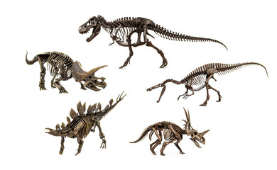 Set of Fossil skeleton of Dinosaur isolated on white background. have of Tyrannosaurus Rex,...