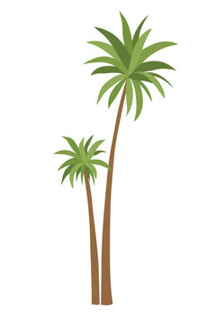 Palm tree with green leaves top and trunk. Exotic fruitful tree. Vector nature flora isolated on white background