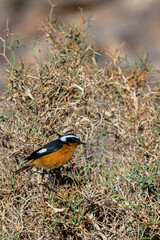 Moussier's redstart male, Phoenicurus moussieri, Morocco.