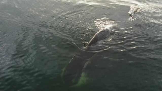 A large whale emerges from under the water. Aerial photography at low altitude.