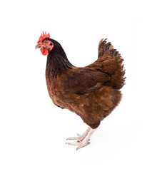 Pure breed laying hens. Rhode Island Red chicken isolated on white background.