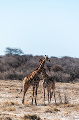 Two Angolan Giraffe - Giraffa giraffa angolensis- standing on the planes of Etosha National Park, Namibia.