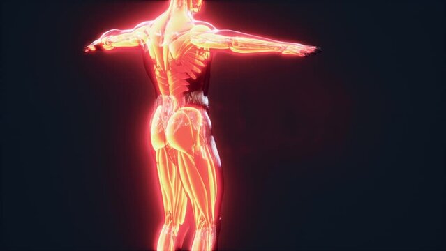 Digital illustration of muscular system