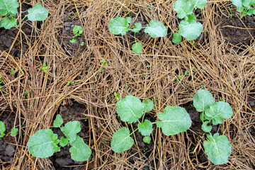 Close-up of vegetable seedlings in a row of seedlings on the vegetable field.view from above. Broccoli, kohlrabi, cauliflower, cabbage cultivated in fertile soil. Fresh vegetable in garden. 