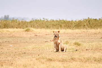 Beautiful lioness sitting resting on the ground and dry grass in the african savannah in amboseli national park in Kenya