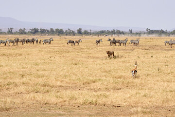 Fototapeta na wymiar Beautiful lioness surrounded by zebras and a Thomson's gazelle that do not trust the feline's movements in the middle of the African savannah of Amboseli National Park in Kenya