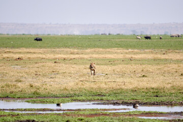 Fototapeta na wymiar Beautiful lioness walking on the dirt and grass approaching a waterhole in the african savannah in amboseli national park in kenya