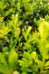 planta con hojas verde claro al detalle de cerca
