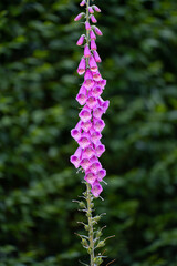 isolated pink foxglove flower in spring home garden pink bells on green stem with green foliage in background gardening symmetrical spring vertical backdrop or background room on either side for type