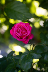 beautiful pink red rose in garden with sunlight shining in pedals bokeh from sunlight and green foliage green leaves in background valentines romance or love vertical backdrop background room for type
