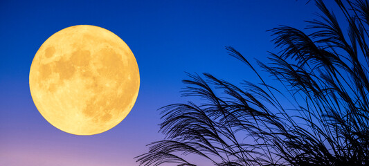 黄昏時に満月とススキと夕焼け。
日本の秋の風習である「お月見」のコンセプト。
