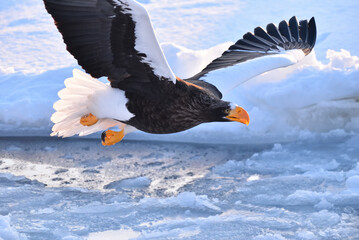 Bird watching with floating ices in winter