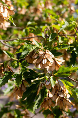 planta con hojas verdes y secas marrones