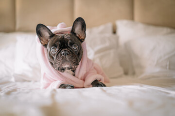 french bulldog puppy in pink bathrobe on the bed - obrazy, fototapety, plakaty