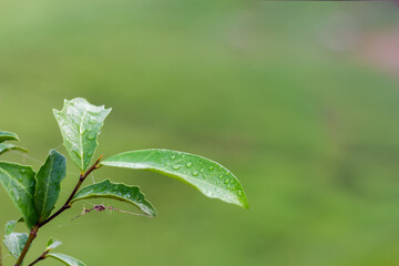 Photo of a leaf with dew on it.