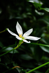 lily White flower with green background
