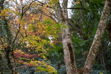 山陰の小京都　秋の津和野で見つけた紅葉の落葉