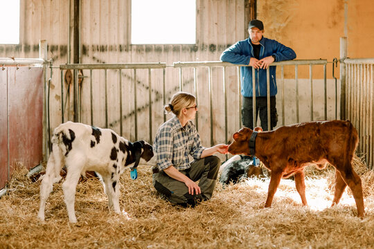 Mature farmers examining and feeding calves at cattle farm