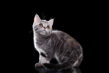 Naklejka na ściany i meble british cat on black background. cat portrait in photo studio
