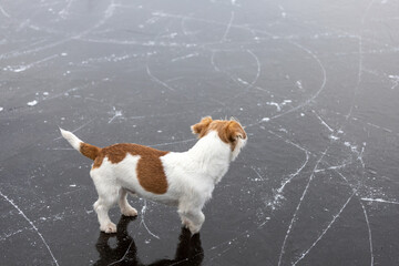 Dog breed Jack Russell Terrier on the ice of a frozen lake. Ice with skate marks