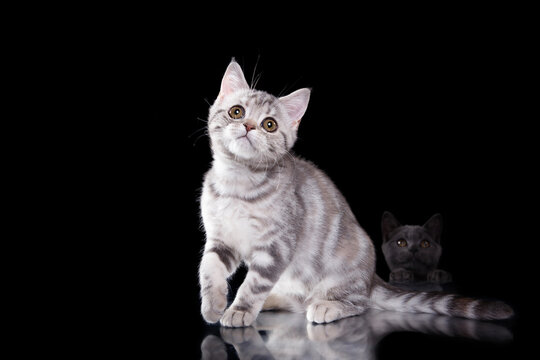 british cat on black background. cat portrait in photo studio