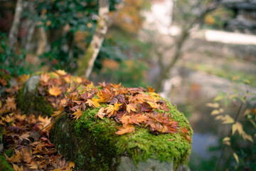山陰の小京都　秋の奥津和野　堀庭園の紅葉 島根県