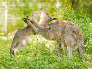 ハグをするオオカンガルーの親子