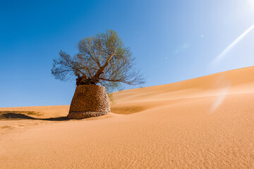 Fototapeta na wymiar Populus euphratica in the desert