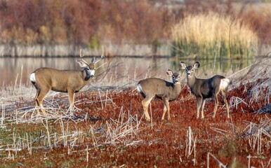 Mule Deer