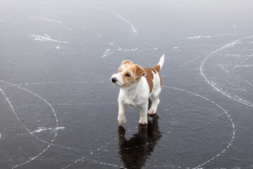 Dog breed Jack Russell Terrier on the ice of a frozen lake. Ice with skate marks
