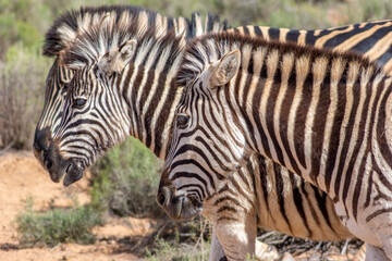 Fototapeta na wymiar a trio of zebras in the wild