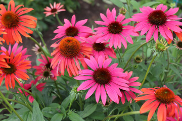 Red coneflower Cheyenne Spirit is blooming in the summer. Coneflowers bloom from June to August. Attractive to butterflies and other insect pollinators.