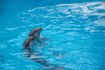 Naklejka premium Dolphins in the water