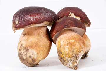 Introducing freshly picked whole porcini mushrooms
