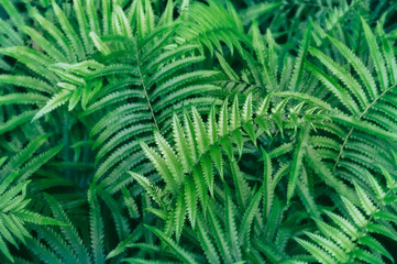 Fototapeta na wymiar Beautyful ferns leaves green foliage natural floral fern background in sunlight. Bright green fern leaves as background. Selective focus