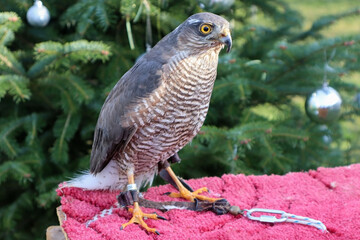 Carvallo in front of a christmas tree outdoor