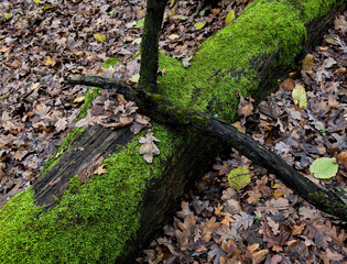 Fallen trees in the woods autumn time