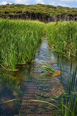 Inundated footpath over wooden planking through reed beds in a swamp, leading to a grove of tea trees. Te Werahi Stream, close to Cape Maria van Diemen, Northland, New Zealand. 
