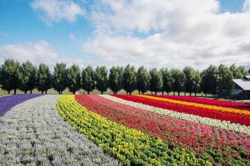 北海道　富良野　ラベンダー畑