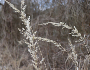 Field of fading brown weed against the grey sky. Misty Autumn landscape closeup of dry wild plants. Selective focus, blurred background. Seasonal nature concept.