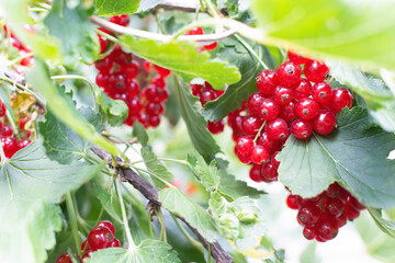 Red currant berries ripen on a bush