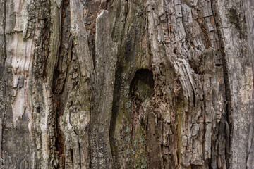 Close-up of a broken thick tree on the background of the sky with clouds. The tree had already rotted and was covered with lichen