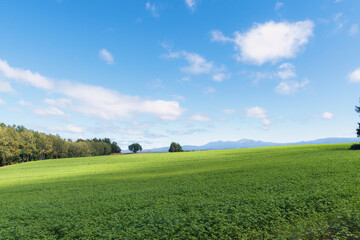北海道　美瑛　パッチワークの丘
