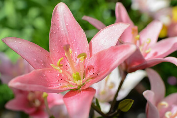 Pink lilies bloom in the garden under the rays of the sun, after the rain