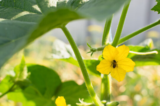 Cucumber plant in the garden at the stage of flowering and fruit formation; bee pollinates cucumber flower