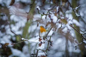 robin in winter on a branch