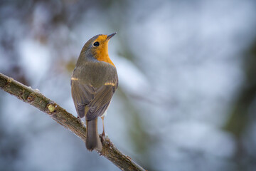 robin in winter on a branch