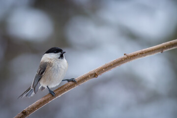 Poecile palustris (tit grandma) bird