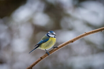 Fototapeta premium blue tit bird on the branch